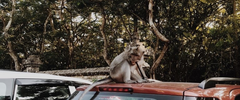 1 Ubud Monkey Forest